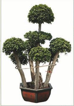 Ficus Multi Roots