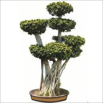 Ficus Multi Roots