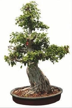 Ficus Multi Roots