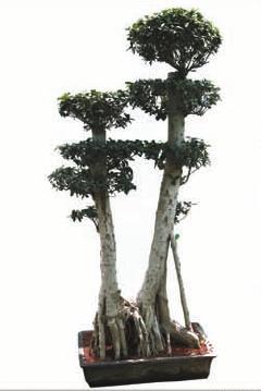 Ficus Multi Roots