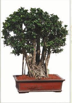 Ficus Multi Shape