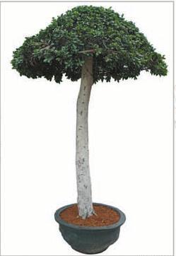 Ficus Multi Shape