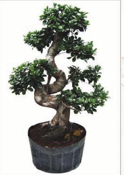Ficus "S" Shape