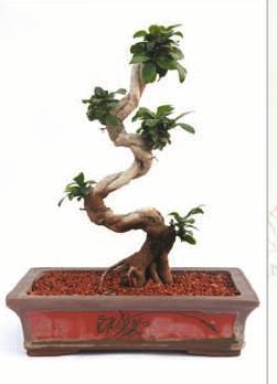 Ficus S Shape