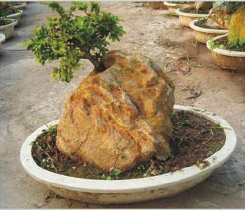 Ficus Stone