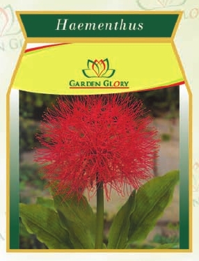Haementhus Flower Bulbs