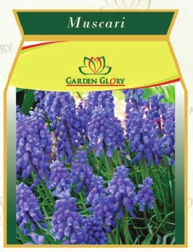 Muscari Flower Bulbs