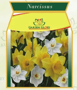 Narcissus Flower Bulbs