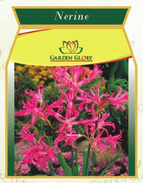 Nerine Flower Bulbs