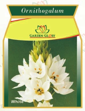 White Ornithogalum Flower Bulbs
