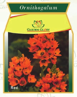 Ornithogalum Flower Bulbs