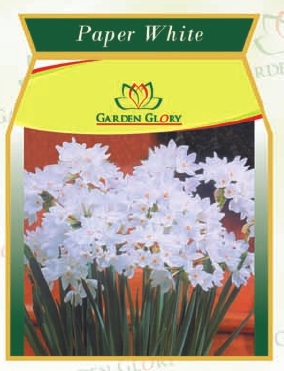 Paper White Flower Bulbs