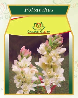 Polianthus Flower Bulbs