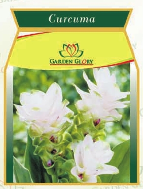 Curcuma Flower Bulbs