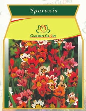 Sparaxis Flower Bulbs