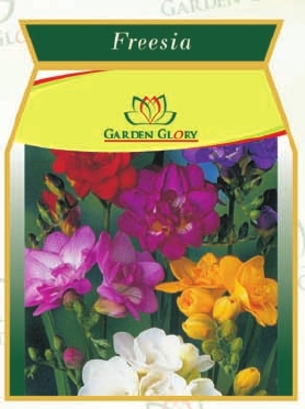 Freesia Flower Bulbs