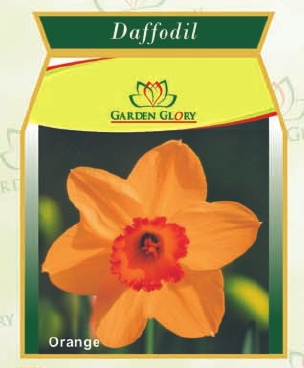 Daffodil
