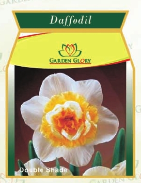 Daffodil