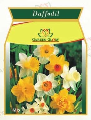 Daffodil