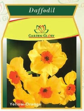 Daffodil