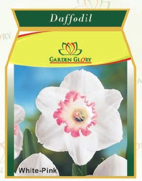Daffodil