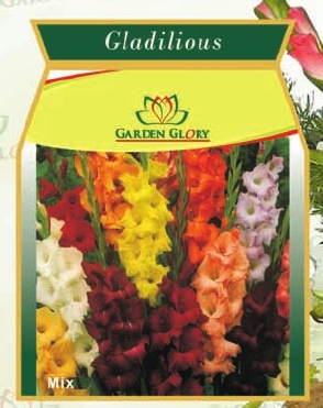 Gladilious