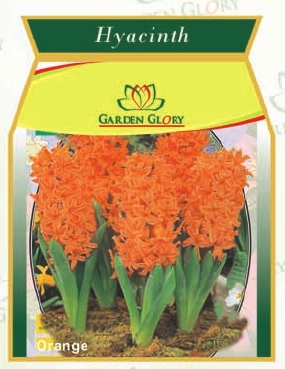 Hyacinth
