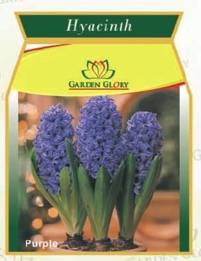 Hyacinth