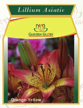 Flower Bulbs - Iris-Lillium