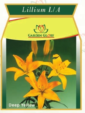 Flower Bulbs - Iris-Lillium