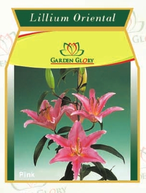Flower Bulbs - Iris-Lillium