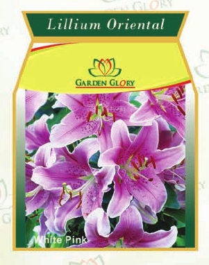 Iris Lillium