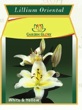 Flower Bulbs - Iris-Lillium