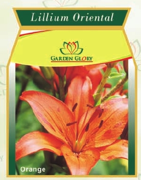 Iris Lillium