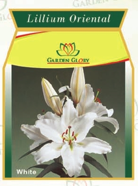 Flower Bulbs - Iris-Lillium