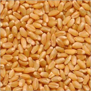 Wheat