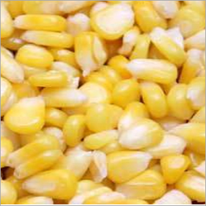 Maize