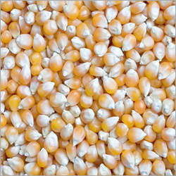 Organic Yellow Maize