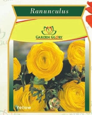 Flower Bulbs - Ranunculus