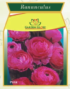 Bloomingdale Ranunculus
