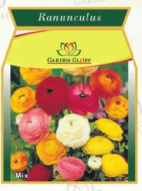 Flower Bulbs - Ranunculus