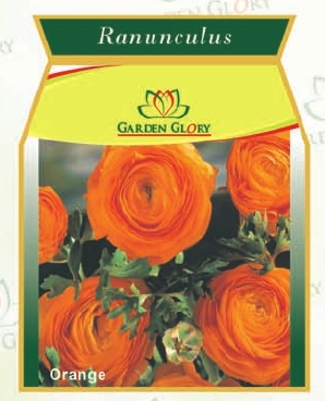Orange Ranunculus Bulk Flower