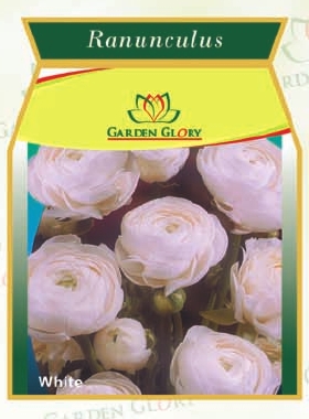 Flower Bulbs - Ranunculus