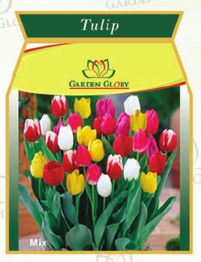 Tulip Viaduct Flower