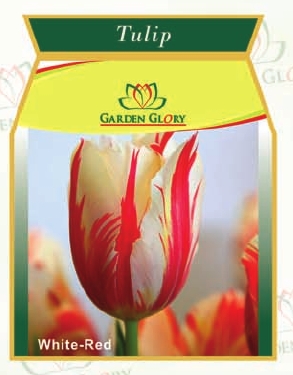Ballerina Lily Flowering Tulip