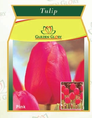 Pink Tulip Flower
