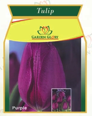 Flower Bulbs - Tulip