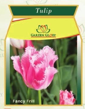 Flower Bulbs - Tulip
