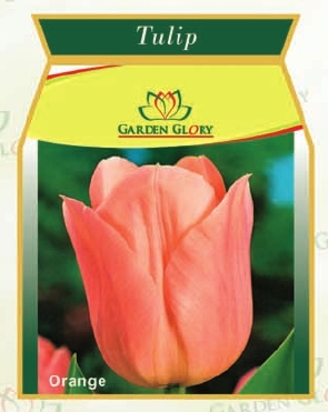 Flower Bulbs - Tulip
