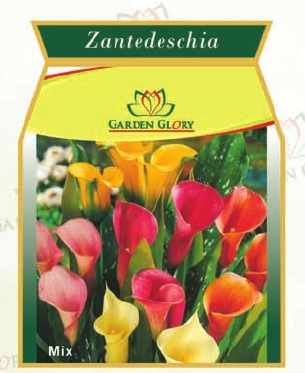 Zantedeschia Hybrids